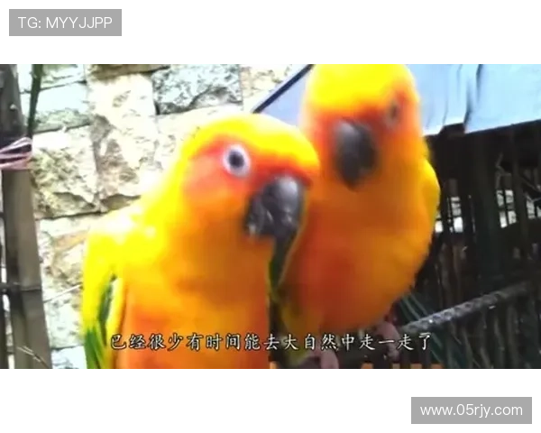 不止金菠萝法兰克福全城炸毛了 不止金菠萝法兰克福全城炸毛了